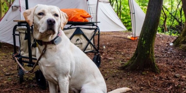 a dog in camping