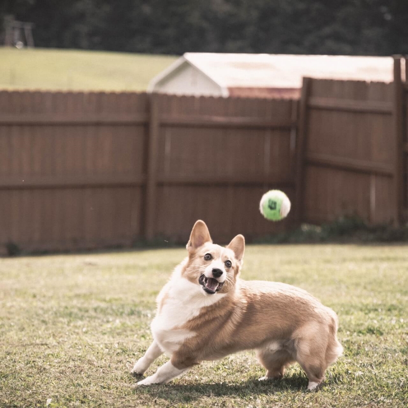 dog chase a ball