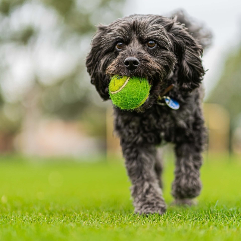 A little black dog with a ball in its mouth