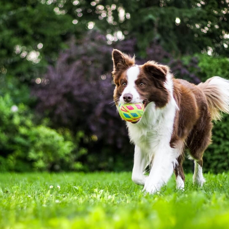 dog carring a ball on the grass