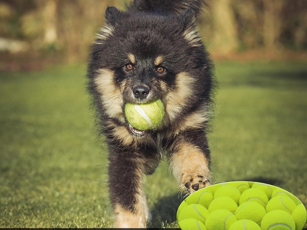 dog carried a ball