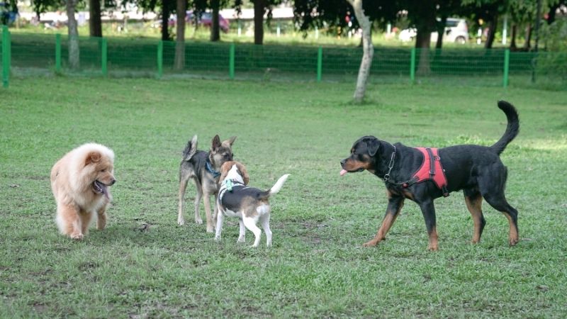 group of dogs playing togeter in dog park