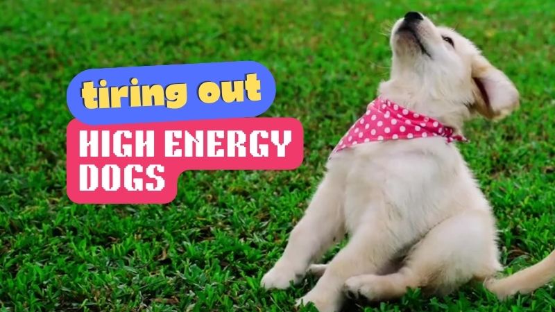 how to tire out high energy puppy? Tips and trips