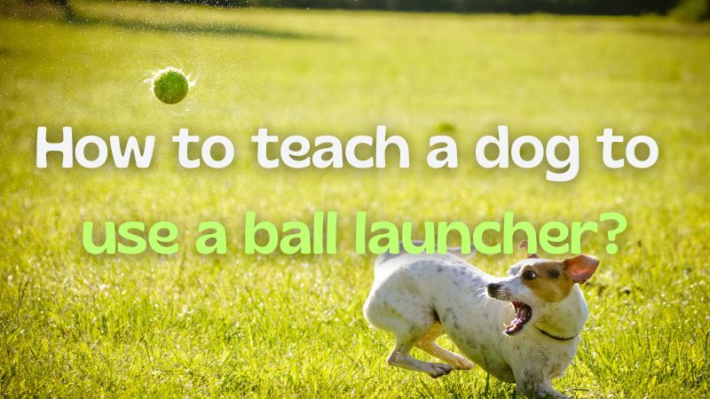how to teach a dog to use a ball launcher