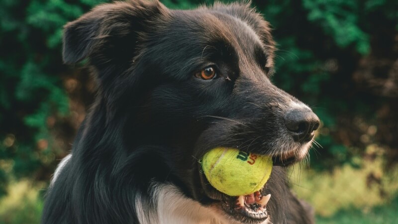dog bite a ball