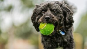 a dog bites a ball