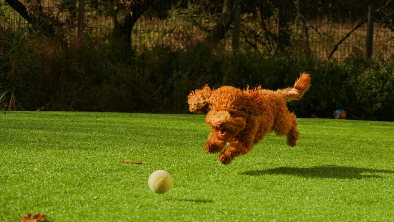 dog chase a ball
