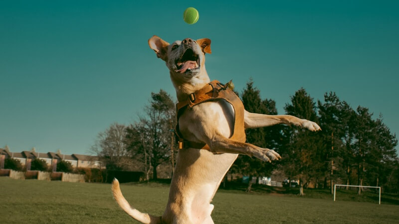 dog plays a ball