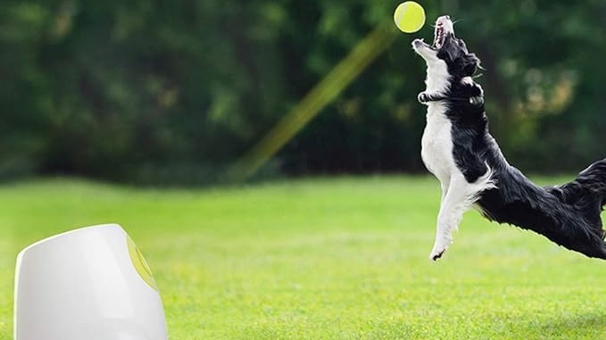 using a ball launcher for dogs