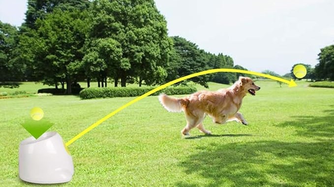 dog plays a ball launcher